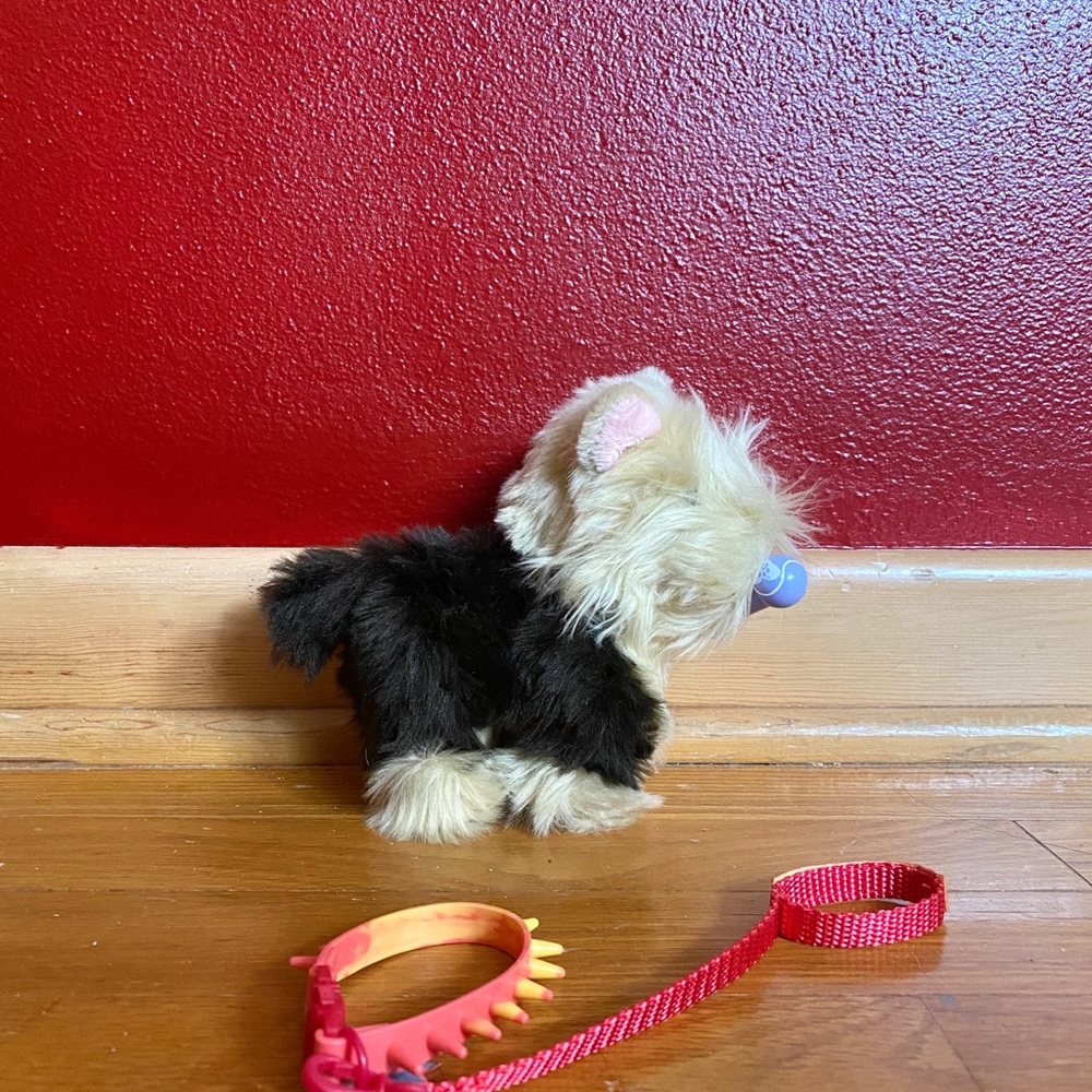 terrier puppy, bone, and spiky leash
